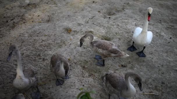 Swans are birds of family Anatidae within Cygnus — Stock Video