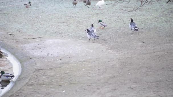 Ganso-de-macaco (Branta leucopsis) — Vídeo de Stock