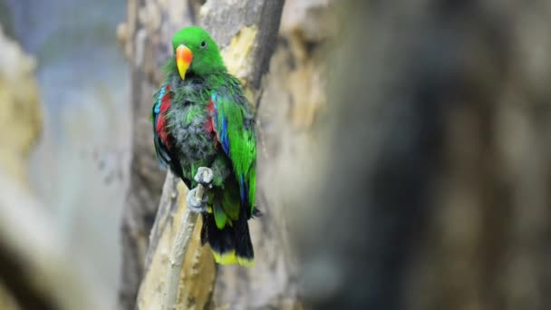 Eclectus roratus (Eclectus roratus) ) — Video