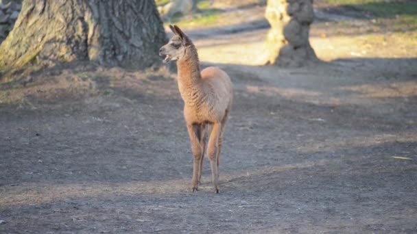 Guanako (Lama guanicoe) — Stock video