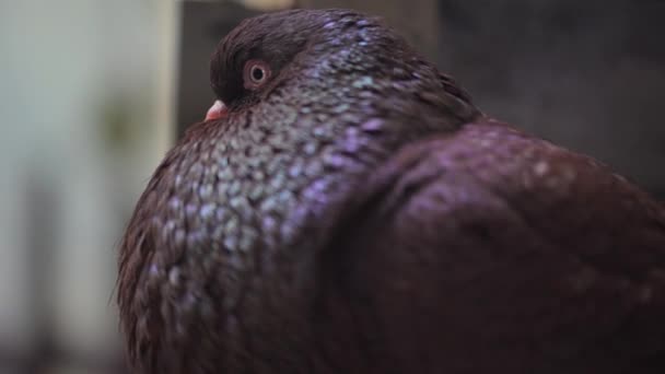 Pombos de pouter (Columba livia ) — Vídeo de Stock