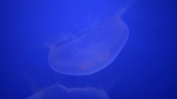 Méduses - phylum majeur non polype Cnidaria — Video