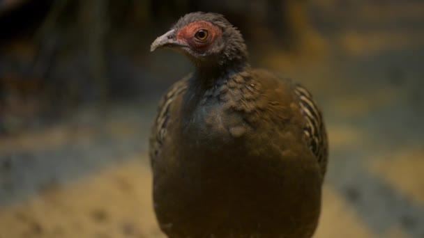 Faisan de Swinhoe (Lophura swinhoii )