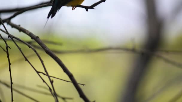 Gouldian finch (Erythrura gouldiae) — Stok video