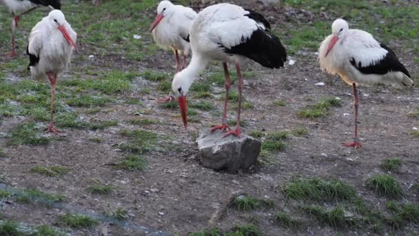 A fehér gólya (Ciconia) — Stock videók