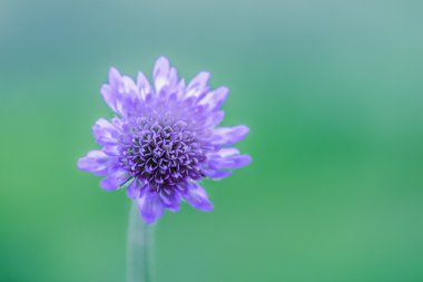 Knautia arvensis, commonly known as Field Scabious clipart