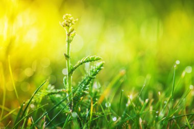 Achillea bitki ailesindeki santralleri grubudur