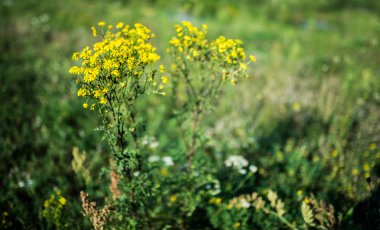 Jacobaea vulgaris, Senecio jacobaea