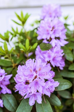 Rhododendron is genus of 1,024 species of woody plants in heath family (Ericaceae), either evergreen or deciduous, and found mainly in Asia, although it is also widespread throughout of North America.