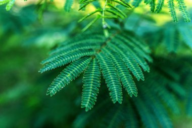 Albizia julibrissin (Farsça ipek ağaç)