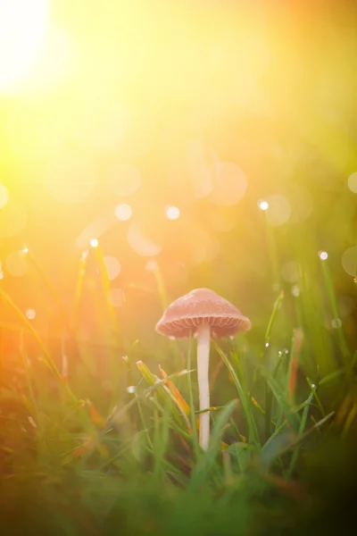 Lone mushroom in sunlight — Stock Photo, Image