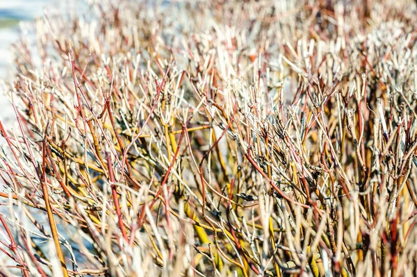 Cornus alba (kırmızı-havladı, Sibirya kızılcık) — Stok fotoğraf