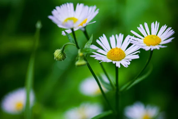 Aster alpinus är en — Stockfoto