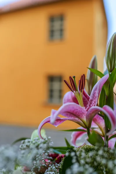 Hemerocallis kleine Warze — Stockfoto