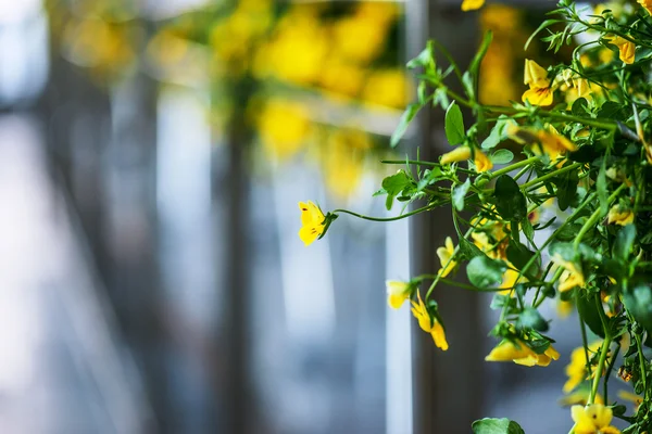 Viola es un género de plantas con flores —  Fotos de Stock