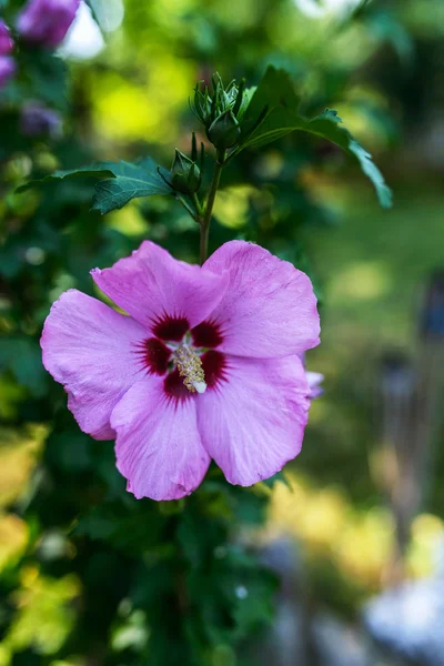Hibiscus of plants in mallow family, Malvaceae — Stock Photo, Image