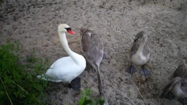 Kuğu kuşlar ailesinin Anatidae kuğu içinde.
