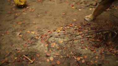 Kaplanı (Panthera tigris) en büyük kedi türüdür