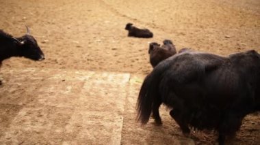 yak (Bos grunniens ve Bos mutus)