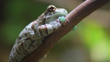 Misyon altın gözlü ağaç frogor Amazon süt kurbağası