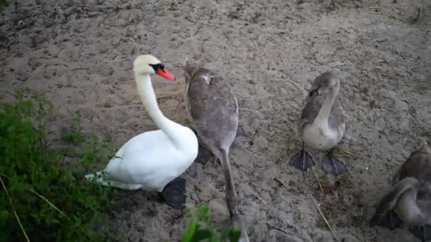 Los cisnes son aves de la familia Anatidae dentro de Cygnus — Vídeo de stock