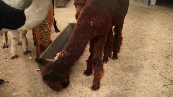Le Guanaco (Lama guanicoe )