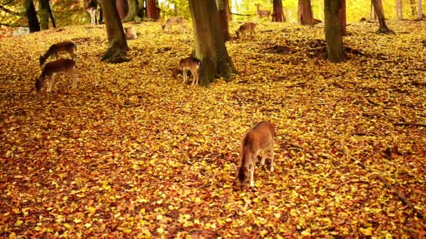 Young red deer (Cervus elaphus) — Stock Video