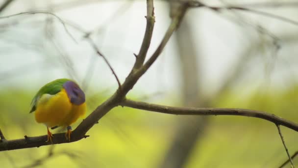 Gouldamadine (erythrura gouldiae) — Stockvideo