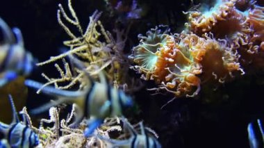 banggai Kardinaller (pterapogon kauderni)