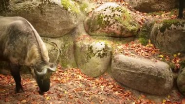 Bhutan Takin (Budorcas taxicolor whitei)