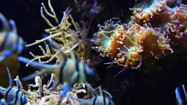 Cardinaux de Banggai (Pterapogon kauderni) )