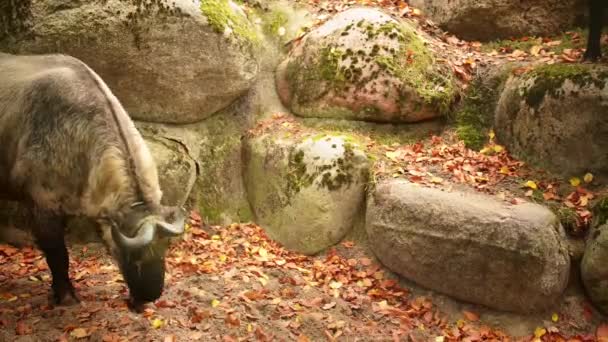 Butão Takin (Budorcas taxicolor whitei ) — Vídeo de Stock