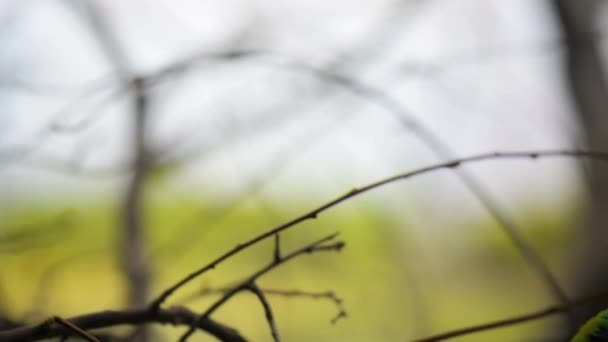Gouldian Finch (Erythrura gouldiae) )