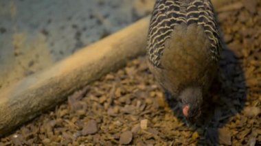 Swinhoe sülün (Lophura swinhoii)