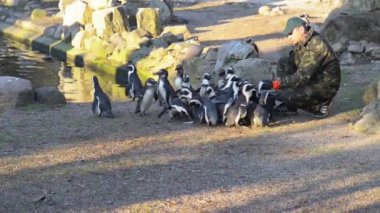 Adam Afrika pengueni (Spheniscus demersus) besler)