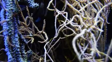 banggai Kardinaller (pterapogon kauderni)