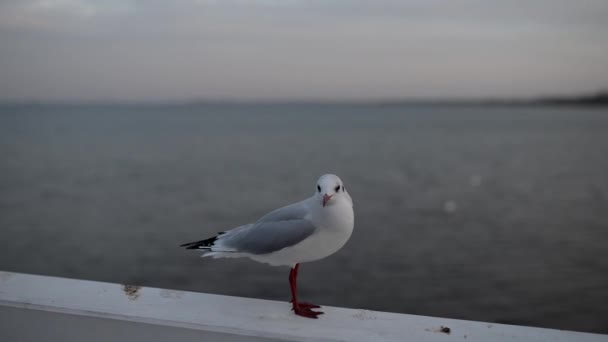 Gaivota de cabeça preta (Chroicocephalus ridibundus) — Vídeo de Stock