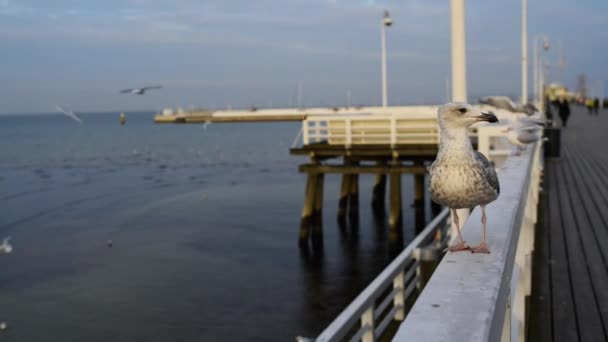 Große graue Möwe auf dem Pier — Stockvideo