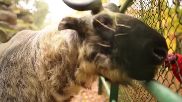 Bhutan Takin (Budorcas taxicolor whitei) — Stok video