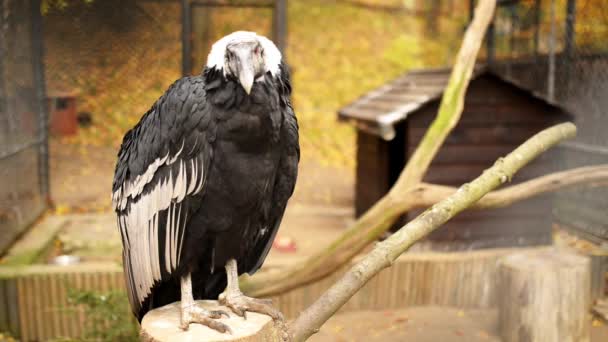 Il condor andino — Video Stock