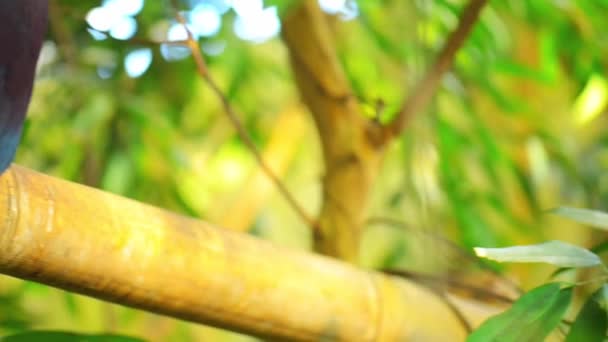 pigeons couronnés dans le jardin 