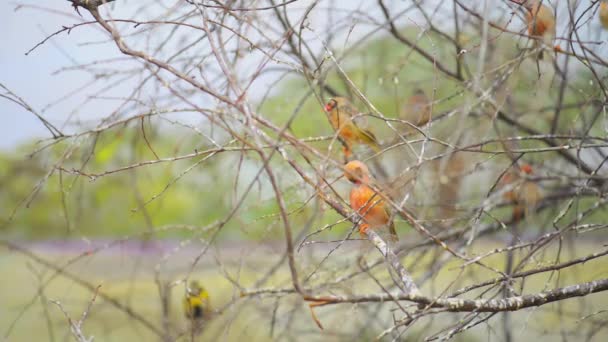 Gouldian finch (Erythrura gouldiae) — Stock video