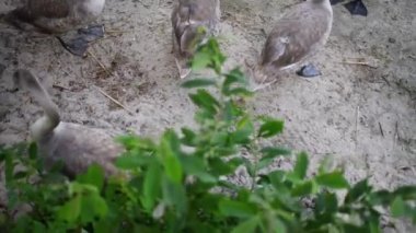 Kuğu kuşlar ailesinin Anatidae kuğu içinde.