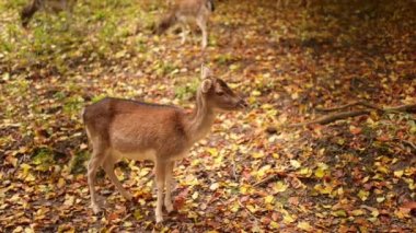 Genç Kızıl geyik (Cervus elaphus)