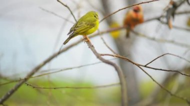 Gouldian finch (Erythrura gouldiae)