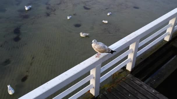 Grande gaivota cinzenta no cais — Vídeo de Stock