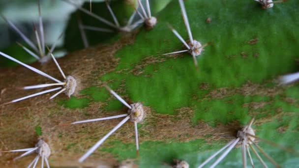 Echinopsis, Güney Amerika'ya özgü büyük bir kaktüs cinsine ait bir kaktüs cindir. — Stok video