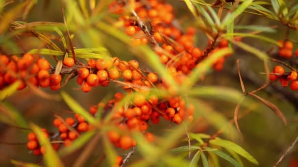 Ramos de mar-buckthorn — Vídeo de Stock