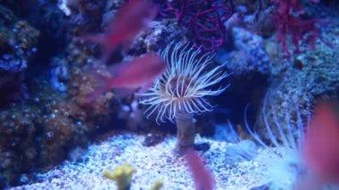 Deniz anemon Actiniaria sırasını yırtıcı