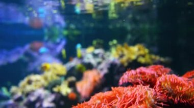 Deniz anemon Actiniaria sırasını yırtıcı